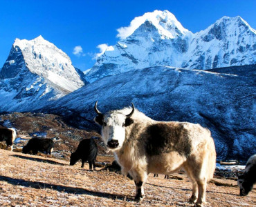 Nepal’s Wildlife on Trek: The Best Routes for Animal Spotting